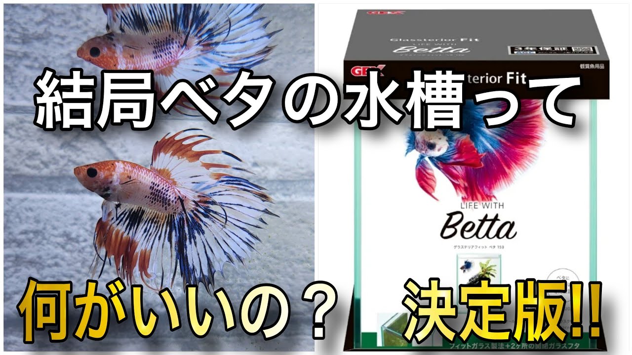 The definitive guide to betta tanks! Aquarium Betta Aquarium Tank