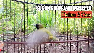 Hanya Ini Yang Bisa Menjadikan Sogon Giras Jadi Ngleper