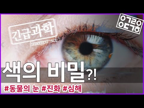 당신이 보는 색의 진실!? 색의 비밀 한 방 정리! [안될과학-긴급과학]