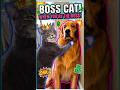 Animal Voice Over #1 Cat Boss #viral #viralshorts #voiceover #pets