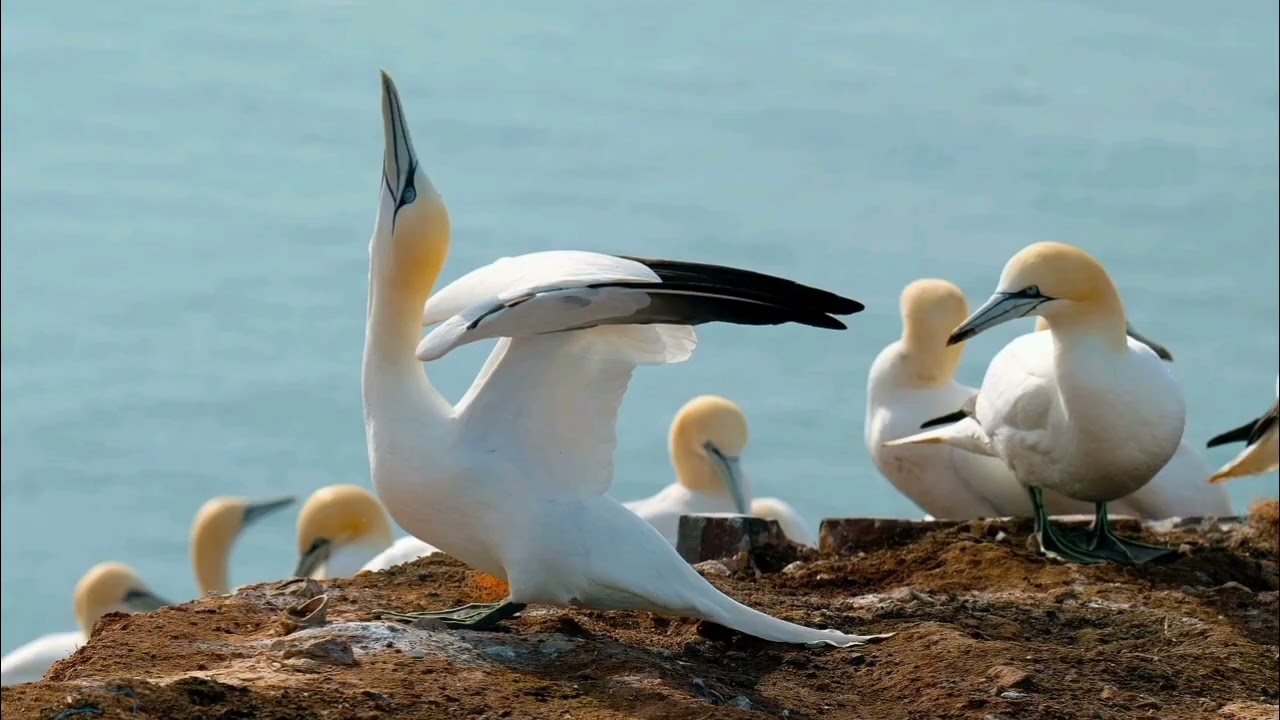 Why Oh Why - The Soundlings