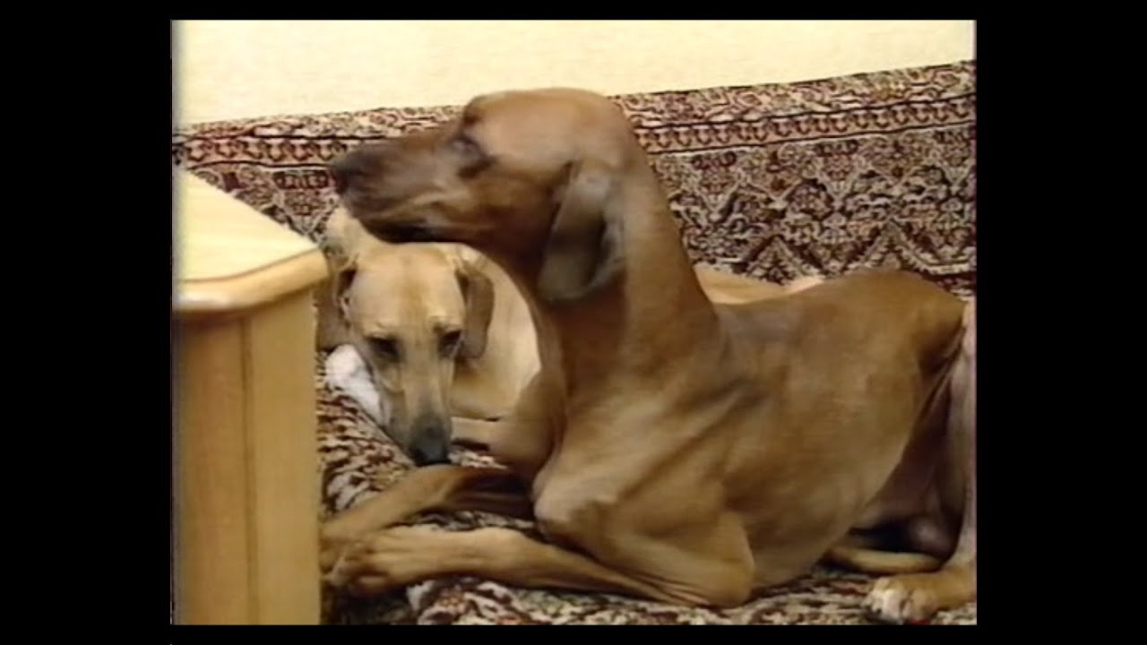 В мире животных (Н. Дроздов) - Собаки породы АЗАВАК | "In the world of animals" (Drozdov) - Azawakh