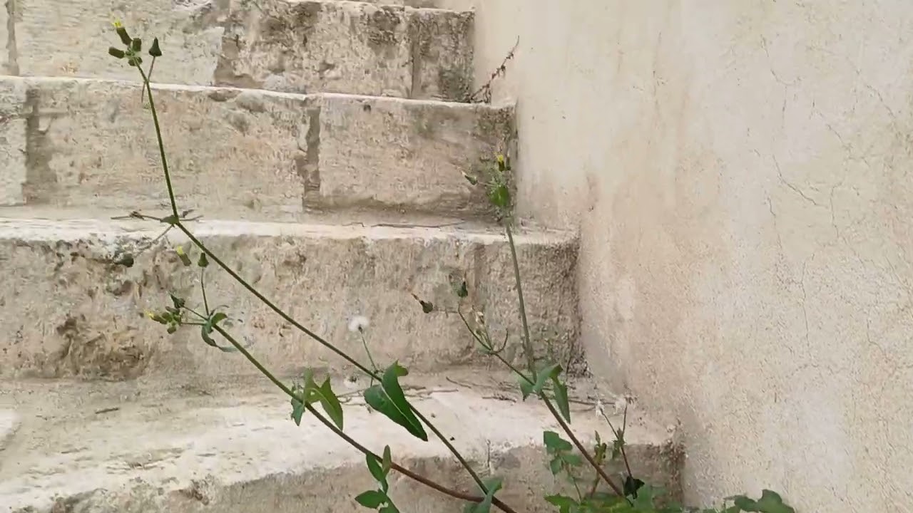 قصر الباشا علي الكايد في سوف