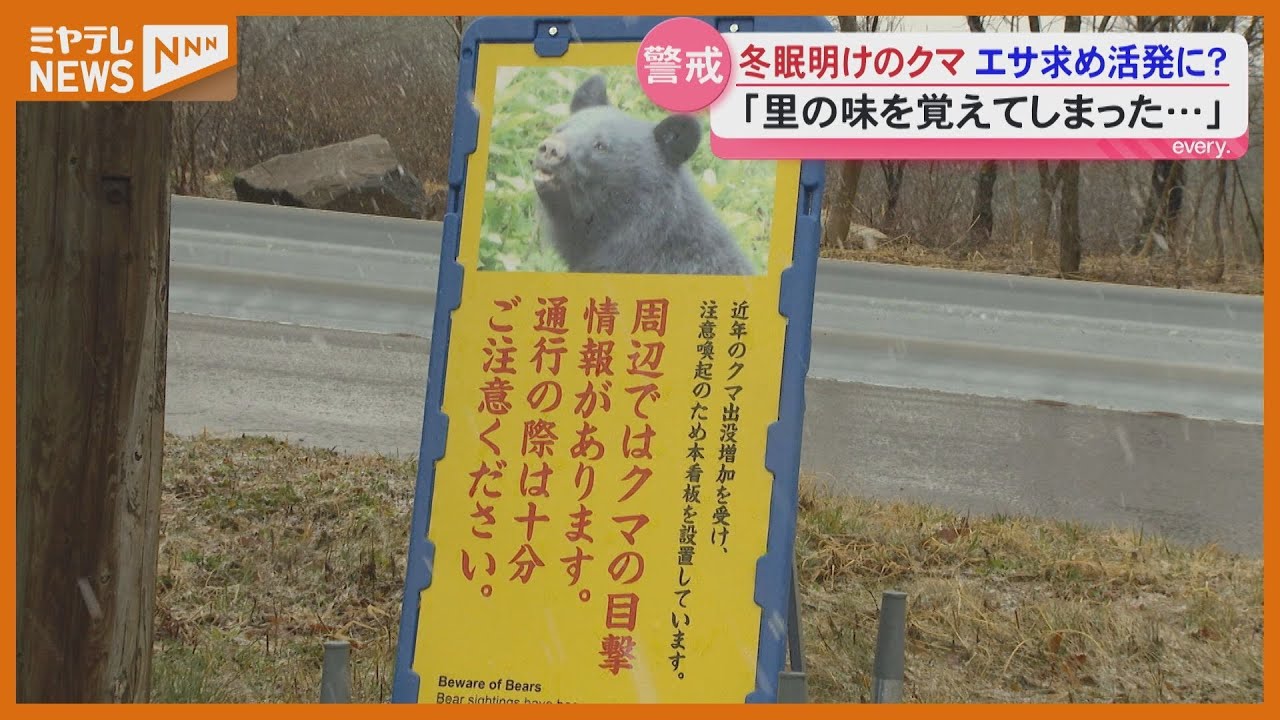 3月3日発送予定 ぴよくまになりますm(_ _)m Bear] 19 bear sightings reported in March; experts warn of 'bears