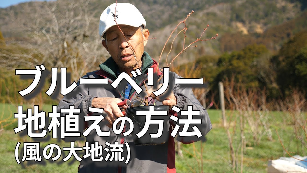 【ブルーベリー】地植えの方法(宮崎県)
