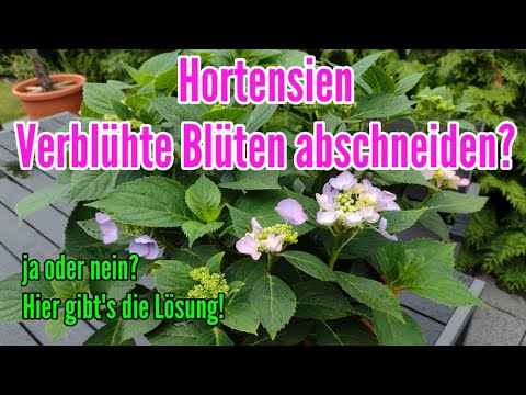 Video: Hortensien zum Nachblühen bringen – Werden Hortensien nachblühen, wenn sie tot sind