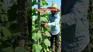cucumber farming video ai generated #testy #cucumber #farming #video