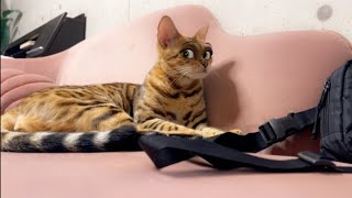 暇そうにしている動物達にいたずらしてみたら可愛過ぎたw
