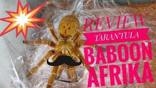 Review Tarantula - Orange Baboon Tarantula