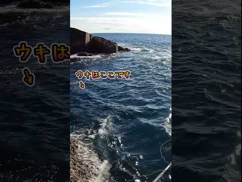 ウキが沈む瞬間パート2 #釣り #地磯 #fishing