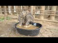 Baby Elephant Chaba First Time In The BathTub ElephantNews 