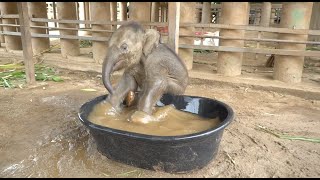 Baby Elephant Chaba First Time In The BathTub  ElephantNews