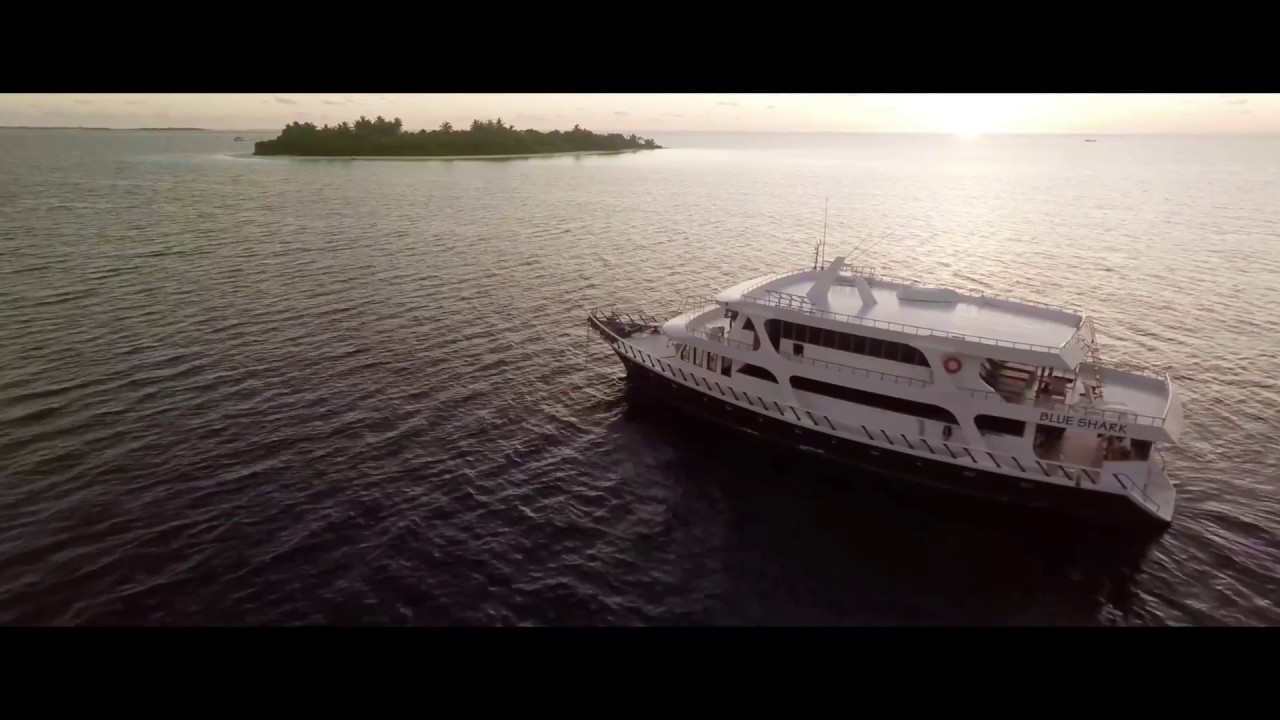 Blueshark Our Exclusive Safari Boat