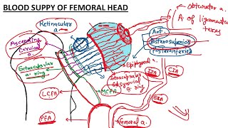 Blood Supply Of Femoral Head || Clinical Anatomy  || Childhood Changes In Blood Supply