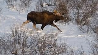 Охотничьи экспедиции. Охота на лося в Ярославской области.