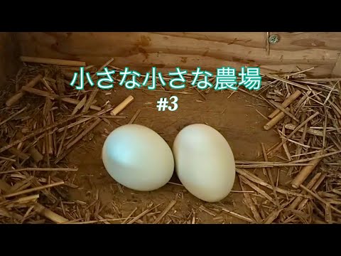 鳥の餌になる植物6選!種から育てて節約&野鳥を呼ぶ私の方法