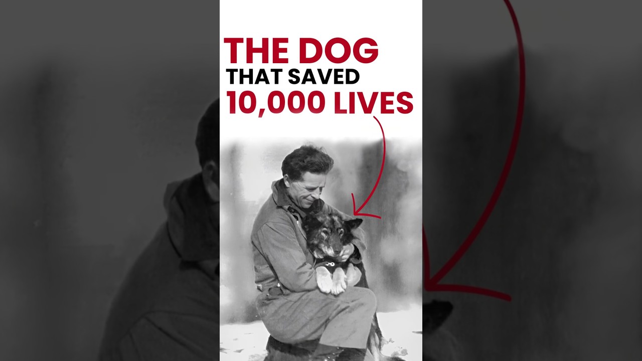 Togo The Forgotten Dog Who Saved Alaska | 1925 Serum Run True Story