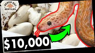 Hatching A Brand New Morph Of Cape House Snake