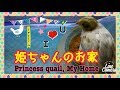 姫うずらの姫ちゃんの【マイルーム】 の動画、YouTube動画。