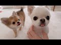 遊んでほしい子犬…断られたその後が尊すぎた🥹