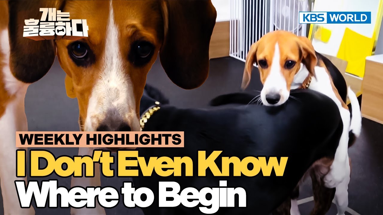 [Weekly Highlights] Leave Me Alone🐶 [Dogs Are Incredible] | KBS WORLD TV 251202