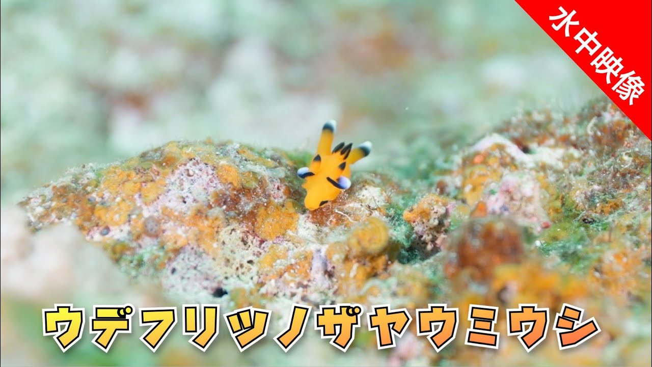 水中映像】カワイイ😽ピカチュー‼️ウデフリツノザヤウミウシ😆 - YouTube