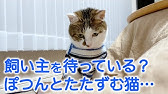 猫の実話 寡黙なうちのおじいちゃんの涙 子猫がやってきて 一番なつかれるようになって 猫感動実話 Youtube 猫の実話 寡黙なうちのおじいちゃんの涙 子猫がやってきて 一番なつかれるようになって 猫感動実話 Youtube