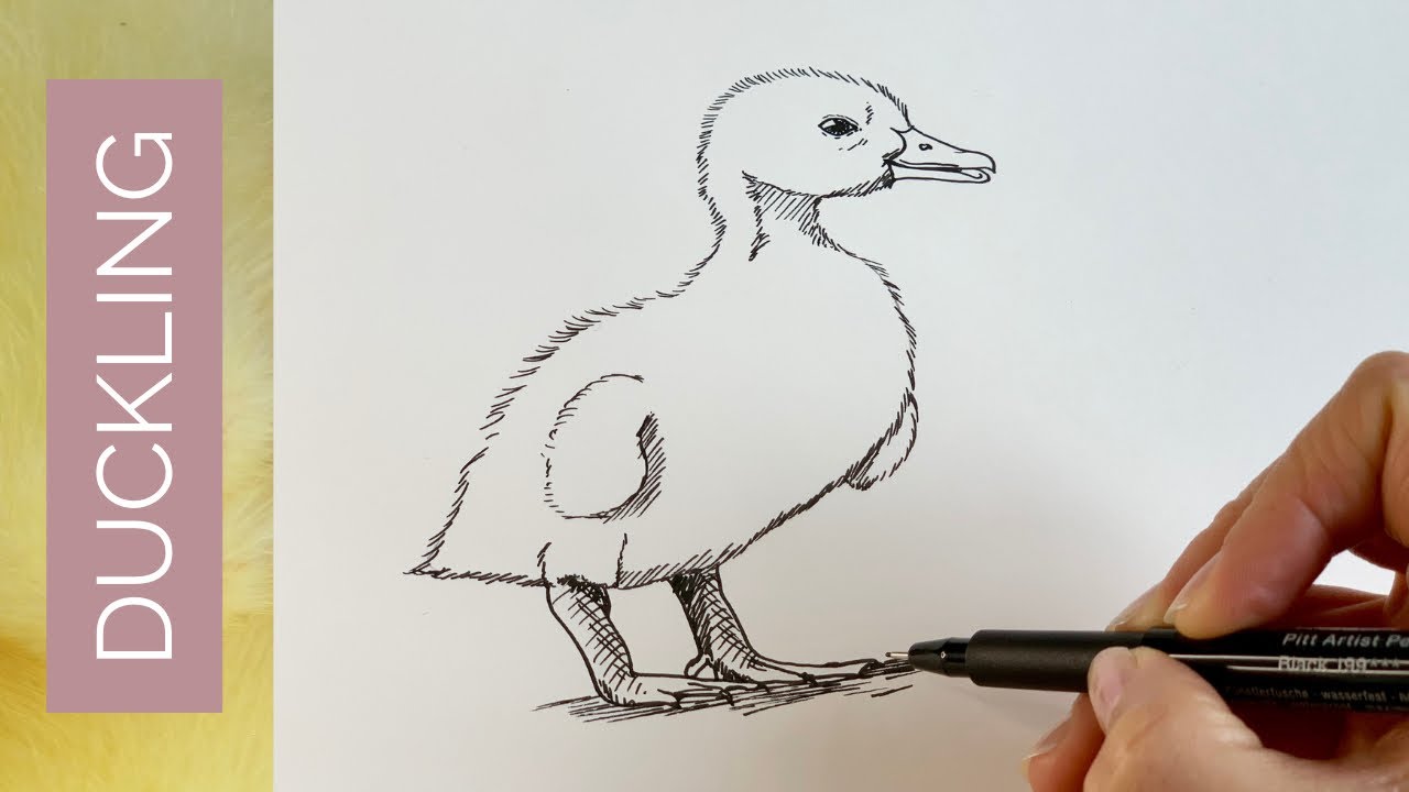 How to Draw a Duckling Baby Duck  YouTube