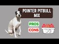 Pitbull Pointer Mix: A Unique and Versatile Dog Breed!