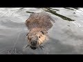 BEAVER TRAPPING --THE DAM BREAK SET