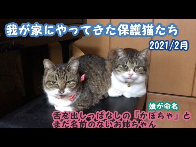 我が家にやってきた保護猫たち 舌を出しっぱなしの かぼちゃ と まだ名前のないお姉ちゃん Youtube