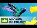 La magnifique parade du colibri  zapping sauvage 67