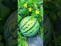 तरब ज क ख त क स कर 2025 2026 60 द न म 2ल ख कम य तरब ज क ख त स Watermelon Farming