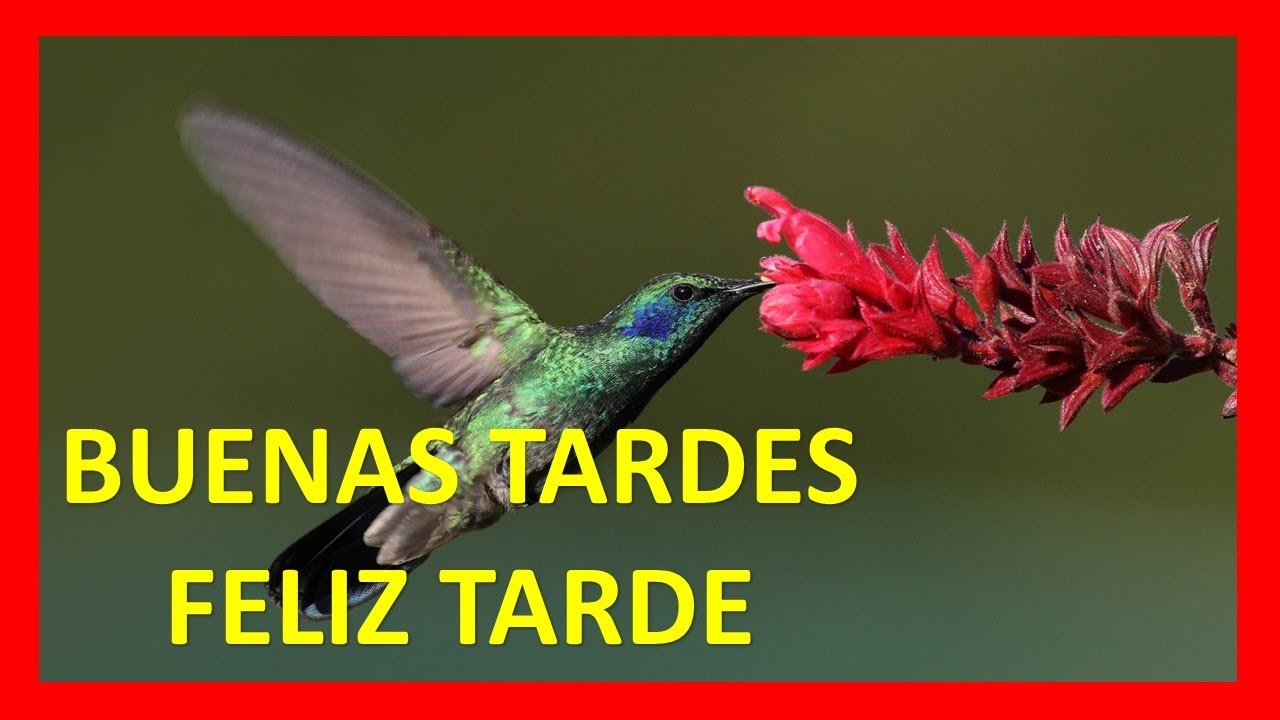 Feliz Tarde Con Frases Bonitas De Carino Youtube