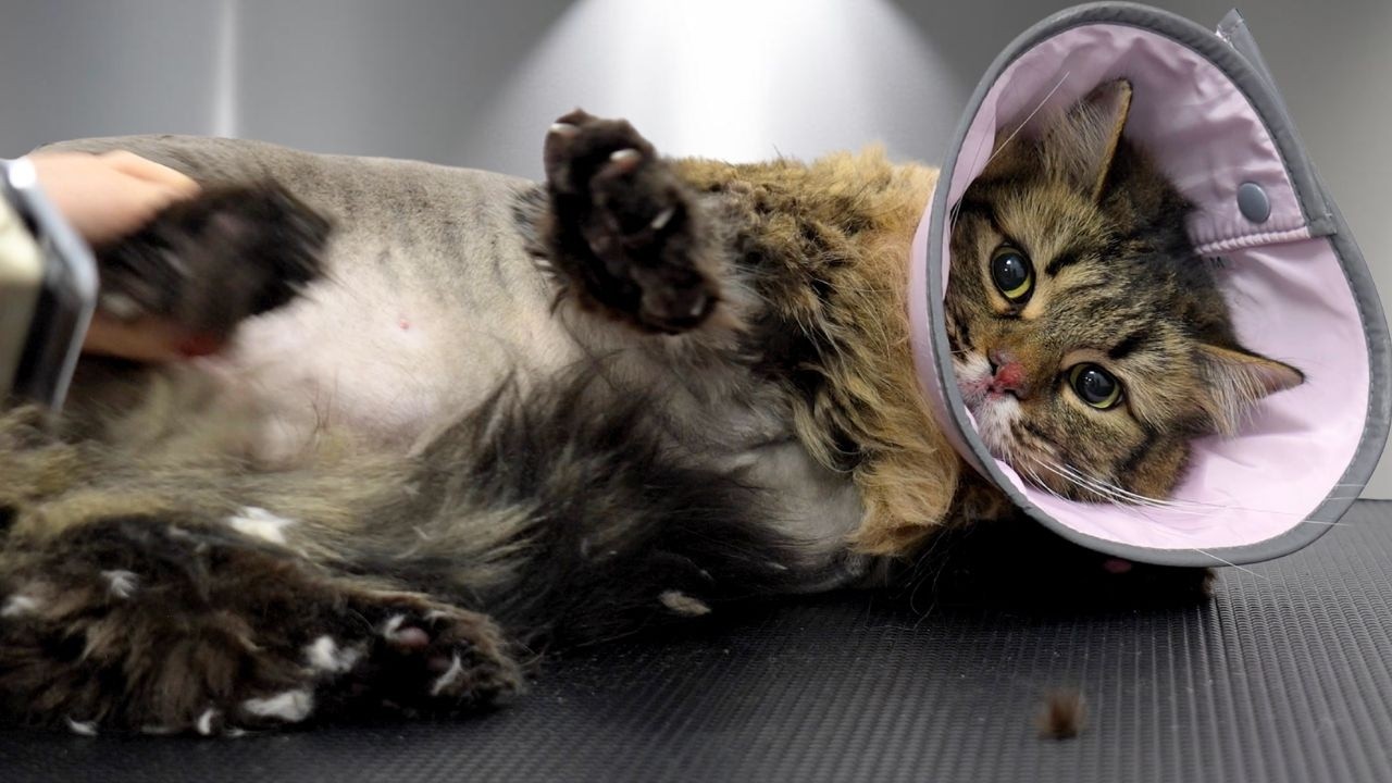 The Owner Warned Me He's a Violent Potato