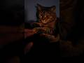 #catsofyoutube #catlover #catlovers #kittycat #handholding #goodgirl
