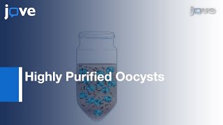 Obtaining Highly Purified Oocysts By Discontinuous Cesium Chloride Gradient l Protocol Preview