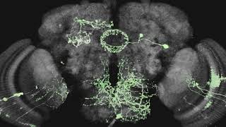 NVIDIA IndeX for arivis5D Cloud Platform