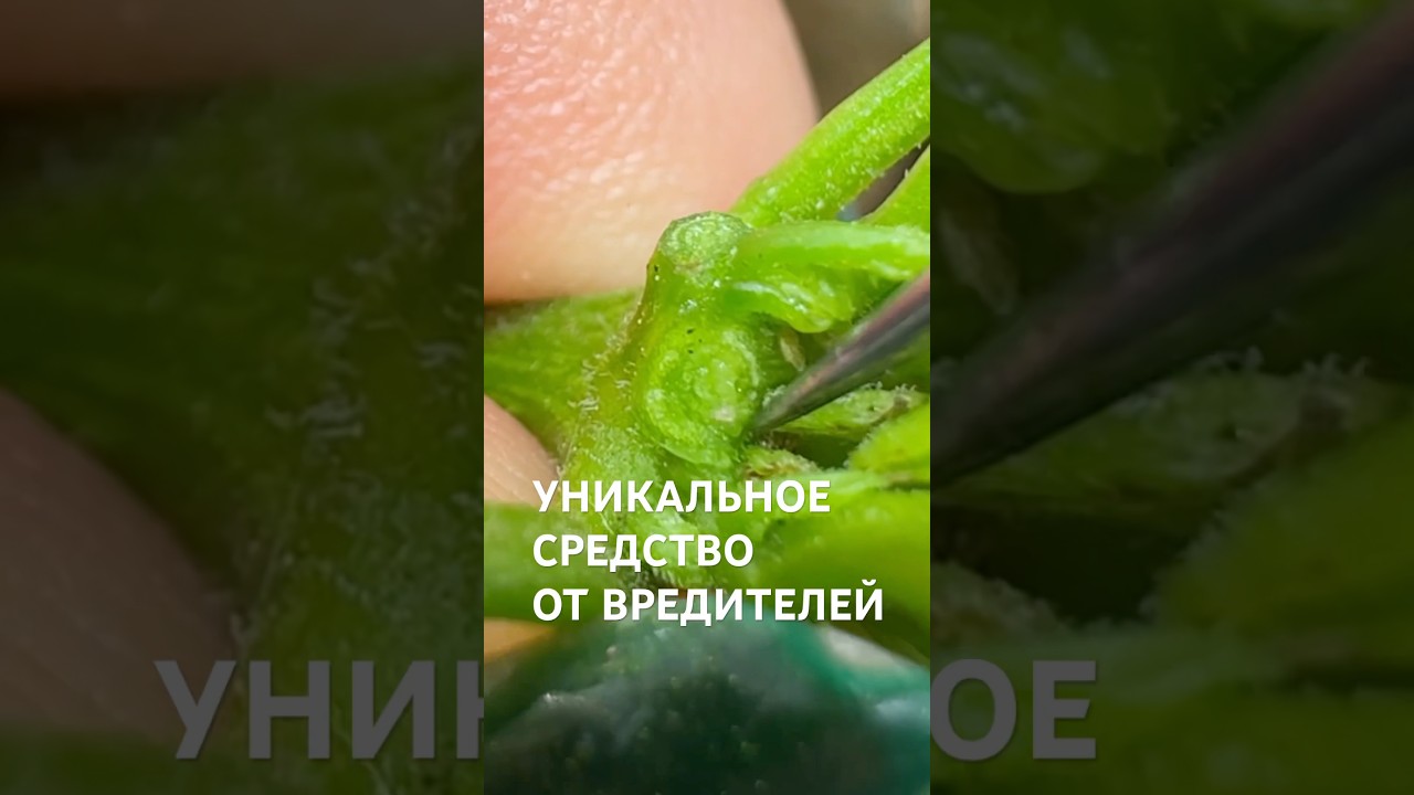 УНИКАЛЬНОЕ СРЕДСТВО ОТ ВРЕДИТЕЛЕЙ 