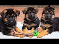 🏆Get the ball! Cute German Shepherd puppies. Odessa 2026