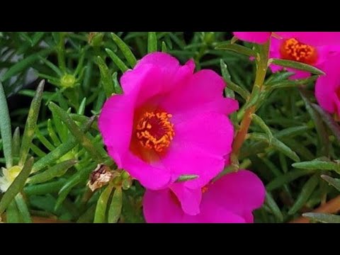 Outdoor and indoor plants /garden plants - YouTube