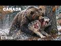 WILD CANADA | The Frozen Kingdom of Giants that Rule Nature | Nature Animal Documentary
