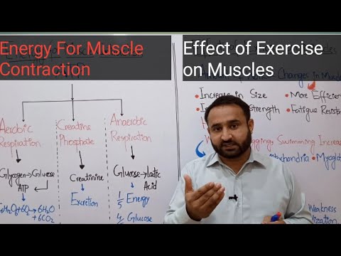 Ch 16 Lec 17 Energy for Muscle Contraction, Effect of Exercise on Muscles, Class 12 Biology