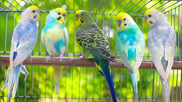 10 Hour Happy Singing & Eating Parakeet Budgies Birds | Calming Companion for Lonely & Quiet Birds