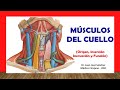 🥇 MÚSCULOS DEL CUELLO. Fácil, Rápido y Sencillo