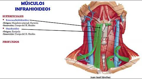 🥇 MÚSCULOS DEL CUELLO. Fácil, Rápido y Sencillo