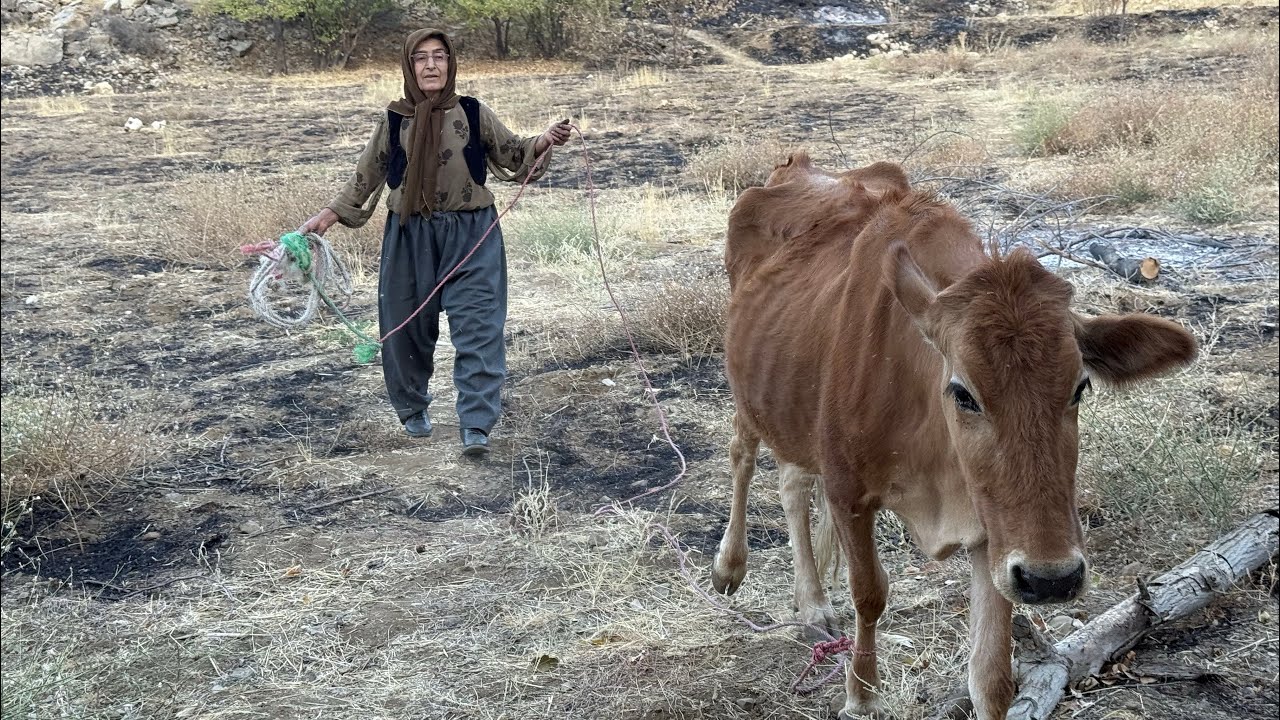 Она живёт одна в горах | Тяжёлая, но мирная сельская жизнь 🌿