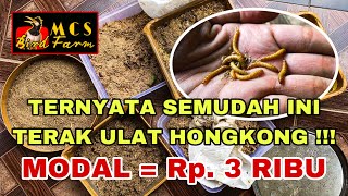 TERNAK/BUDIDAYA ULAT HONGKONG MODAL 3 RIBU RUPIAH ‼️ screenshot 4