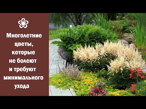 ❀ Многолетние цветы, которые не болеют и требуют минимального ухода