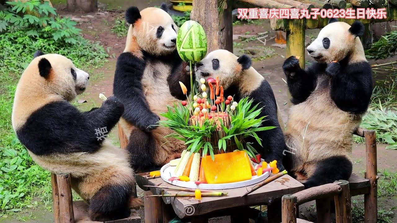 重动四喜丸子四岁啦！生日蛋糕还是一如既往的丰盛🎂祝双重喜庆健康快乐地成长🥰😘2023.06.23